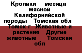  Кролики, 2 месяца, мясной Калифорнийской породы - Томская обл., Томск г. Животные и растения » Другие животные   . Томская обл.